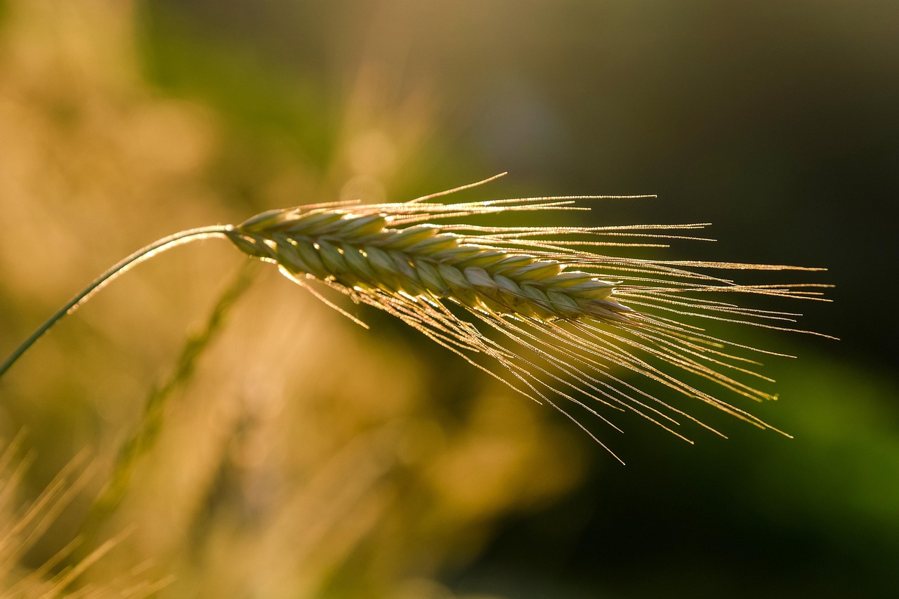 Bible open to Mark chapter 2 for verse-by-verse commentary and study