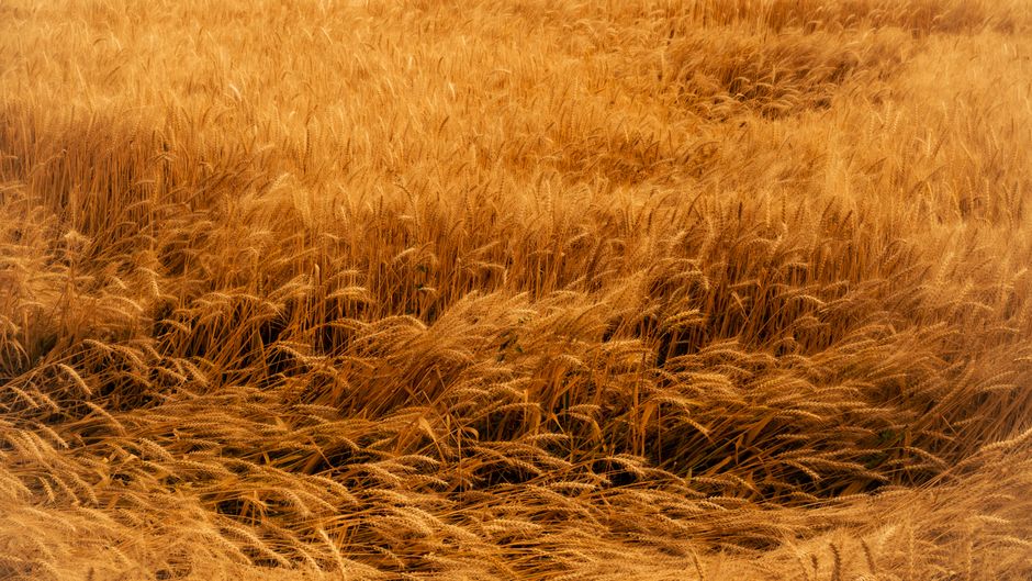Bible open to Luke chapter 12 for verse-by-verse commentary and study